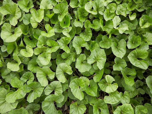 Tentang keharusan sertifikasi iso 14001